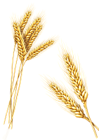 Пшеничные белки